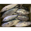 Fish Fish Skipjack Bonito Thon pour ingrédient en conserve